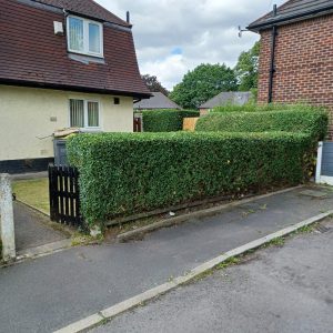 Blossom Gardening Services Hedges